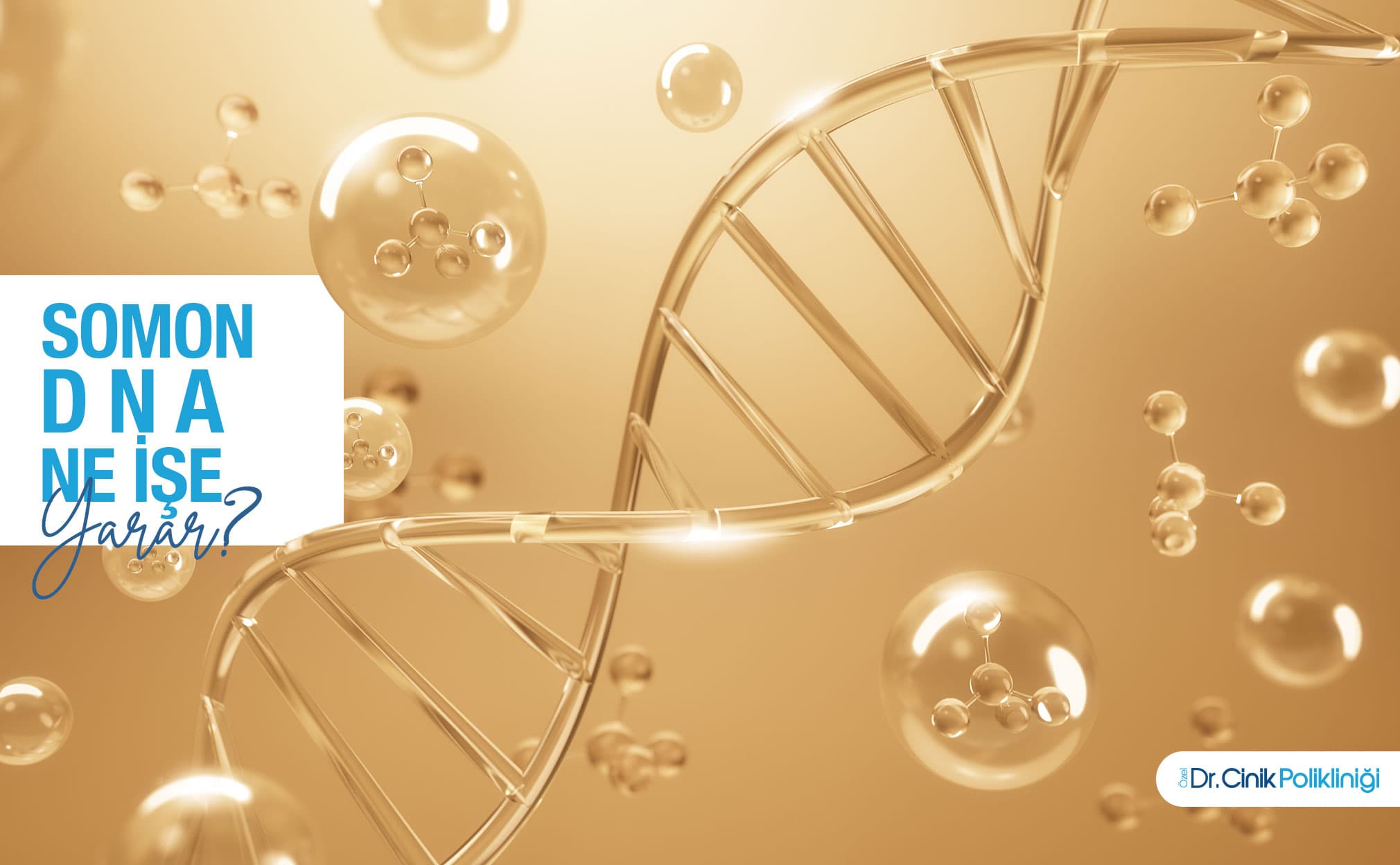 What is the purpose of Salmon DNA?